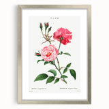 Neoclassical Art Print: Ever-blowing Rose by Redouté - Classic Floral Art
