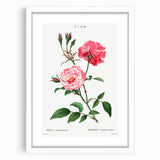 Neoclassical Art Print: Ever-blowing Rose by Redouté - Classic Floral Art