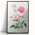 Neoclassical Art Print: Ever-blowing Rose by Redouté - Classic Floral Art