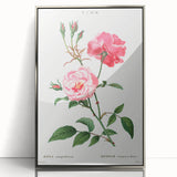 Neoclassical Art Print: Ever-blowing Rose by Redouté - Classic Floral Art