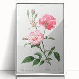 Neoclassical Art Print: Ever-blowing Rose by Redouté - Classic Floral Art