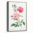 Neoclassical Art Print: Ever-blowing Rose by Redouté - Classic Floral Art
