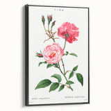 Neoclassical Art Print: Ever-blowing Rose by Redouté - Classic Floral Art