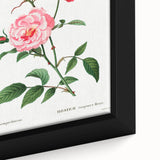 Neoclassical Art Print: Ever-blowing Rose by Redouté - Classic Floral Art
