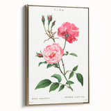 Neoclassical Art Print: Ever-blowing Rose by Redouté - Classic Floral Art