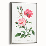 Neoclassical Art Print: Ever-blowing Rose by Redouté - Classic Floral Art