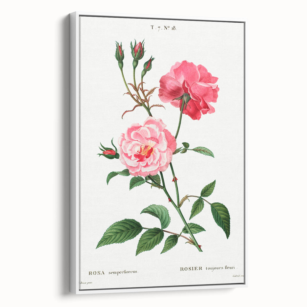 Neoclassical Art Print: Ever-blowing Rose by Redouté - Classic Floral Art
