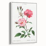 Neoclassical Art Print: Ever-blowing Rose by Redouté - Classic Floral Art