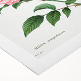 Neoclassical Art Print: Ever-blowing Rose by Redouté - Classic Floral Art