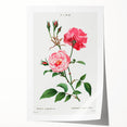 Neoclassical Art Print: Ever-blowing Rose by Redouté - Classic Floral Art
