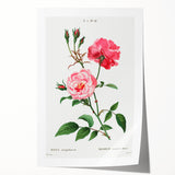 Neoclassical Art Print: Ever-blowing Rose by Redouté - Classic Floral Art