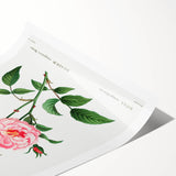 Neoclassical Art Print: Ever-blowing Rose by Redouté - Classic Floral Art