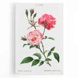 Neoclassical Art Print: Ever-blowing Rose by Redouté - Classic Floral Art