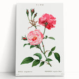 Neoclassical Art Print: Ever-blowing Rose by Redouté - Classic Floral Art