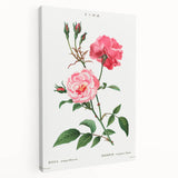 Neoclassical Art Print: Ever-blowing Rose by Redouté - Classic Floral Art