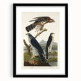 Romanticism Art: Goshawks and Stanley Hawks - Historical Romantic Canvas