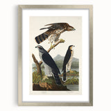 Romanticism Art: Goshawks and Stanley Hawks - Historical Romantic Canvas