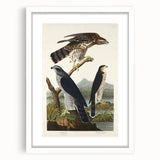 Romanticism Art: Goshawks and Stanley Hawks - Historical Romantic Canvas