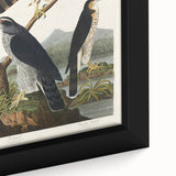 Romanticism Art: Goshawks and Stanley Hawks - Historical Romantic Canvas