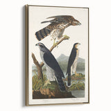 Romanticism Art: Goshawks and Stanley Hawks - Historical Romantic Canvas