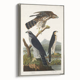 Romanticism Art: Goshawks and Stanley Hawks - Historical Romantic Canvas