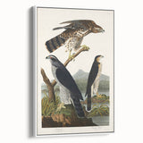 Romanticism Art: Goshawks and Stanley Hawks - Historical Romantic Canvas