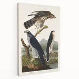 Romanticism Art: Goshawks and Stanley Hawks - Historical Romantic Canvas