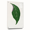Romanticism Art: Green Adelaster Leaf - Historical Romantic Print
