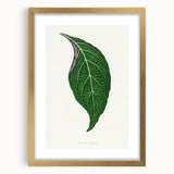 Romanticism Art: Green Adelaster Leaf - Historical Romantic Print