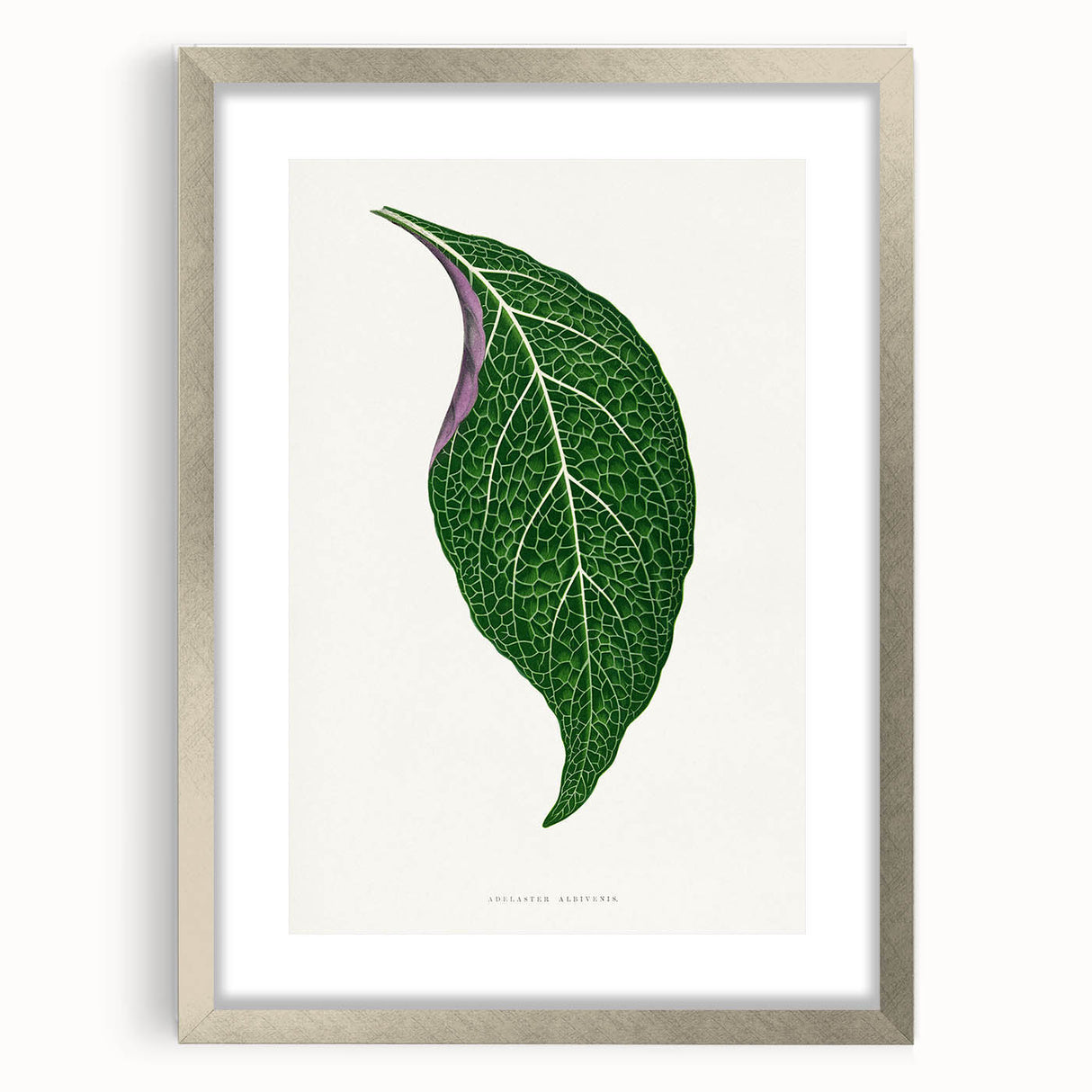 Romanticism Art: Green Adelaster Leaf - Historical Romantic Print