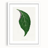 Romanticism Art: Green Adelaster Leaf - Historical Romantic Print