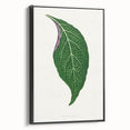 Romanticism Art: Green Adelaster Leaf - Historical Romantic Print
