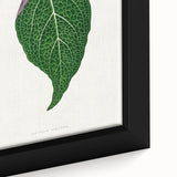 Romanticism Art: Green Adelaster Leaf - Historical Romantic Print