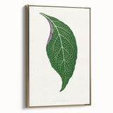 Romanticism Art: Green Adelaster Leaf - Historical Romantic Print