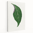 Romanticism Art: Green Adelaster Leaf - Historical Romantic Print