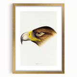 Romanticism Art: Wedge-Tailed Eagle - Famous Romantic Wildlife Print