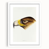 Romanticism Art: Wedge-Tailed Eagle - Famous Romantic Wildlife Print