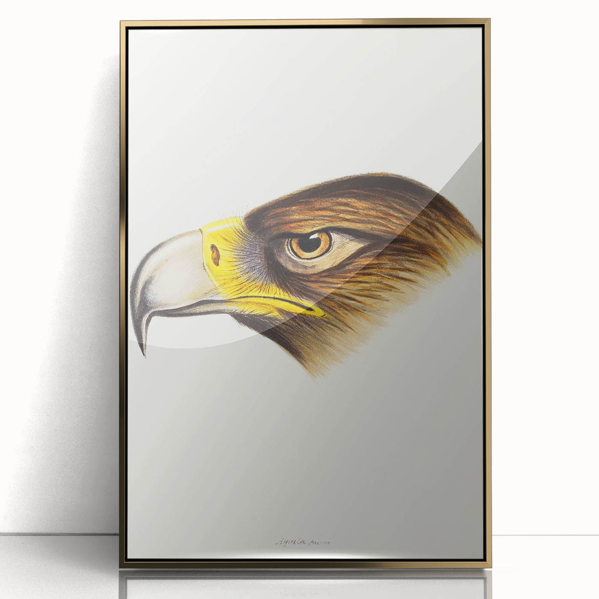 Romanticism Art: Wedge-Tailed Eagle - Famous Romantic Wildlife Print