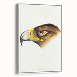 Romanticism Art: Wedge-Tailed Eagle - Famous Romantic Wildlife Print