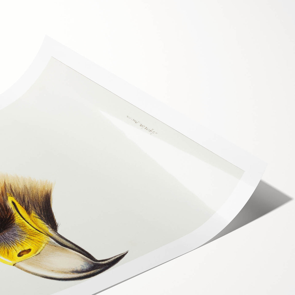 Romanticism Art: Wedge-Tailed Eagle - Famous Romantic Wildlife Print