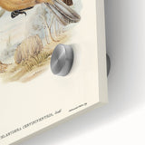 Romanticism Art: Fawn-Breasted Bowerbird - Historical Nature Print