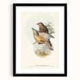 Romanticism Art: Fawn-Breasted Bowerbird - Historical Nature Print