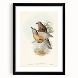 Romanticism Art: Fawn-Breasted Bowerbird - Historical Nature Print