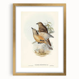 Romanticism Art: Fawn-Breasted Bowerbird - Historical Nature Print