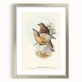 Romanticism Art: Fawn-Breasted Bowerbird - Historical Nature Print