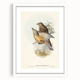 Romanticism Art: Fawn-Breasted Bowerbird - Historical Nature Print