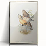 Romanticism Art: Fawn-Breasted Bowerbird - Historical Nature Print