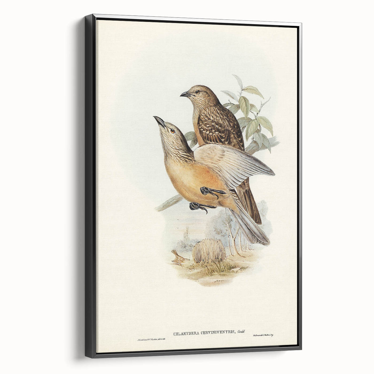 Romanticism Art: Fawn-Breasted Bowerbird - Historical Nature Print