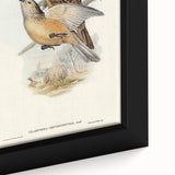 Romanticism Art: Fawn-Breasted Bowerbird - Historical Nature Print