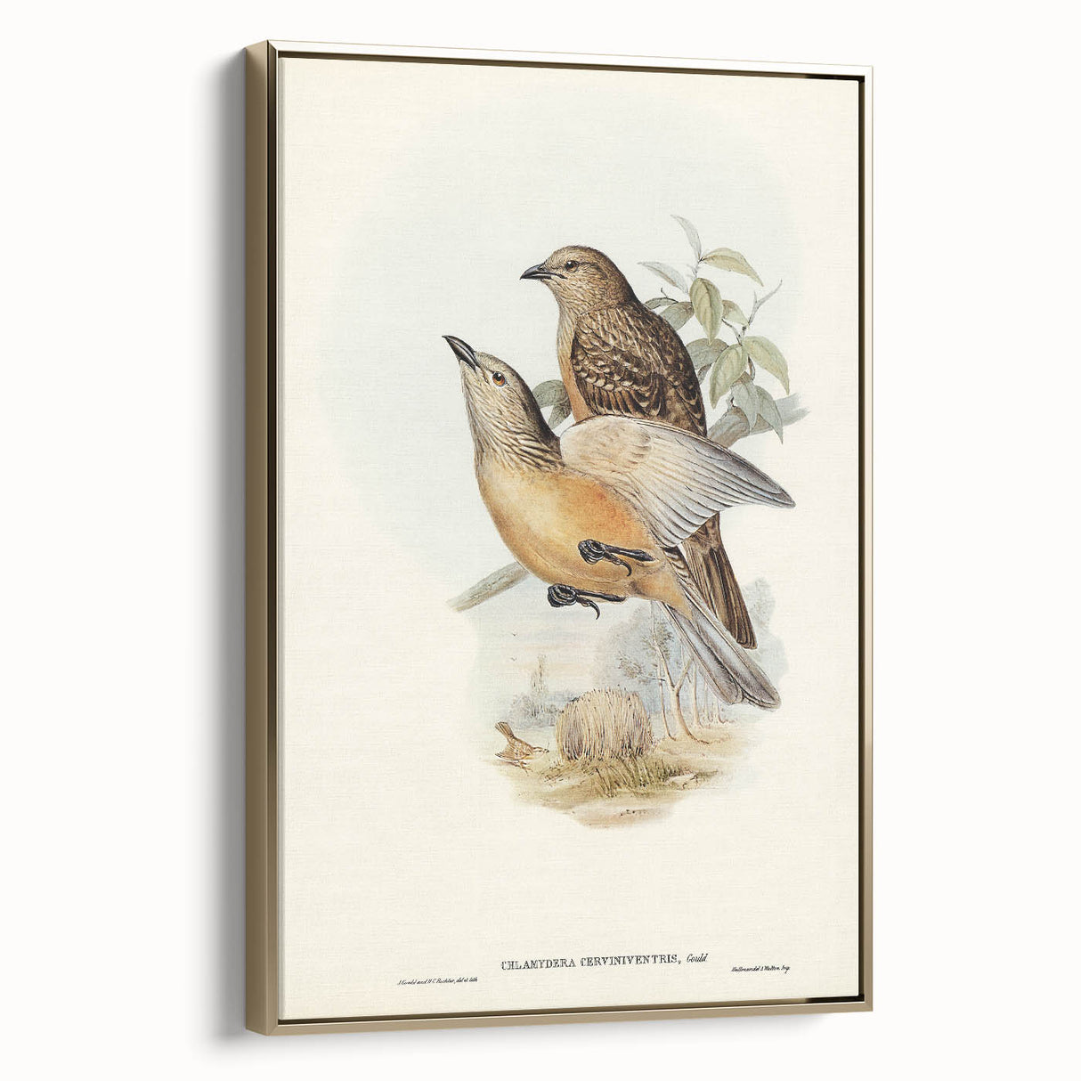 Romanticism Art: Fawn-Breasted Bowerbird - Historical Nature Print